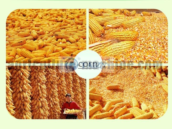 corn-maize